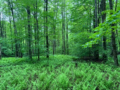 NY Southern Tier land for sale