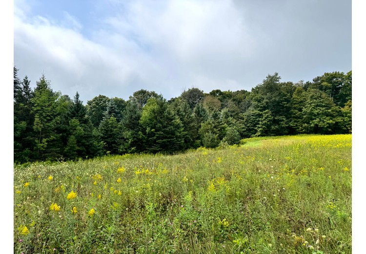 Finger Lakes NY land for sale
