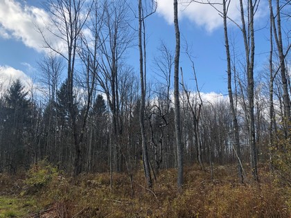 NY state forest land for sale in Pharsalia, NY