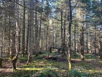 NY Tug Hill camp for sale