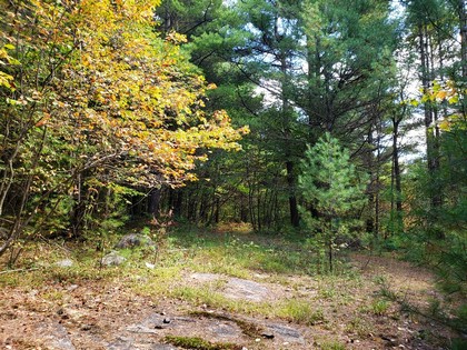 ny hunting land for sale in diana ny