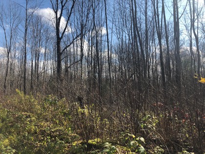 NY hunting land for sale Pharsalia NY