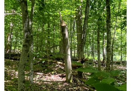NY hunting land for sale