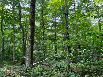 NY snowmobiling land for sale, land and snowmobile camps, ny properties, christmas associates