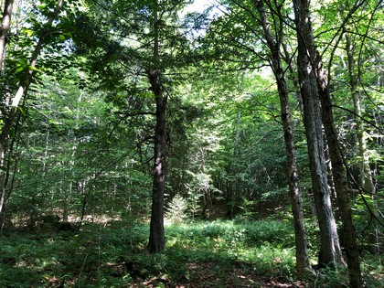 Adirondack land for sale NY