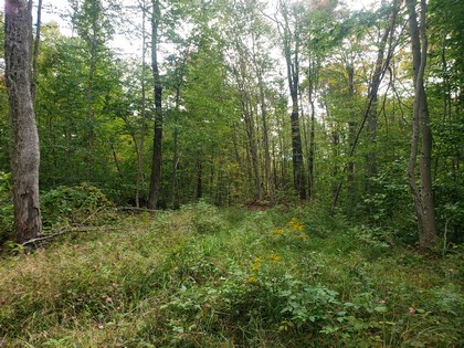 NY hunting land for sale in Lewis NY