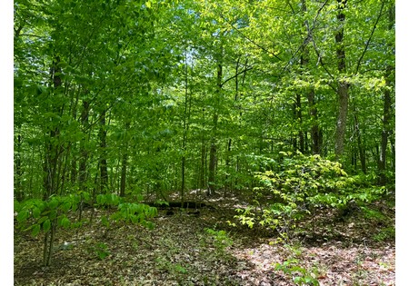 Adirondack land for sale