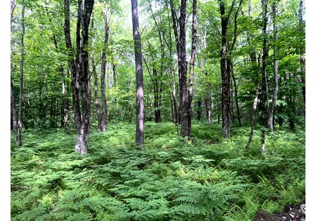 Camps for sale Williamstown NY