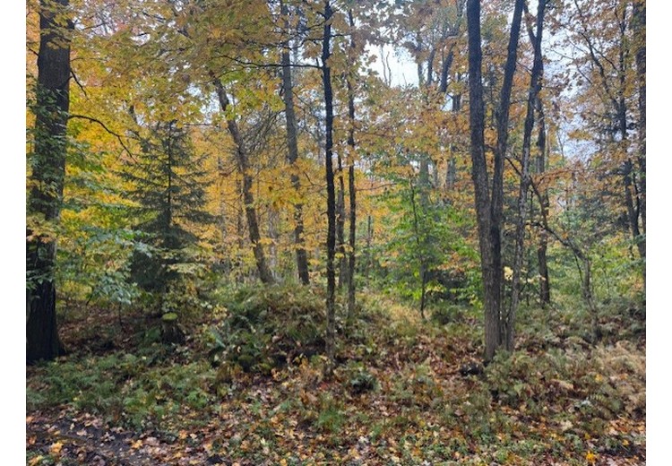 Tug Hill NY land for sale