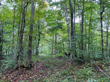 NY hunting land for sale