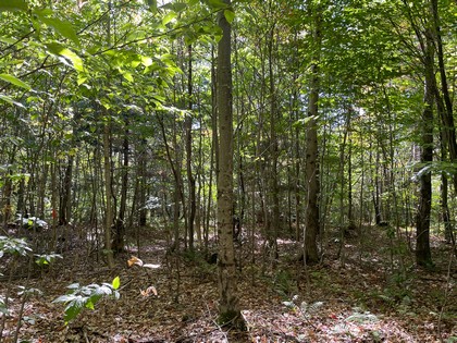 NY hunting land for sale in Lewis NY