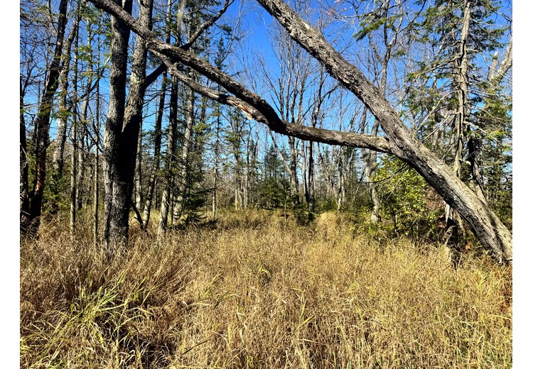 Tug Hill NY land for sale
