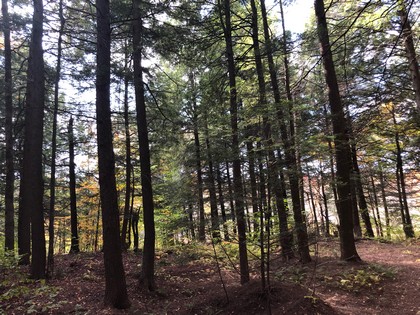 NY land for sale in Redfield NY