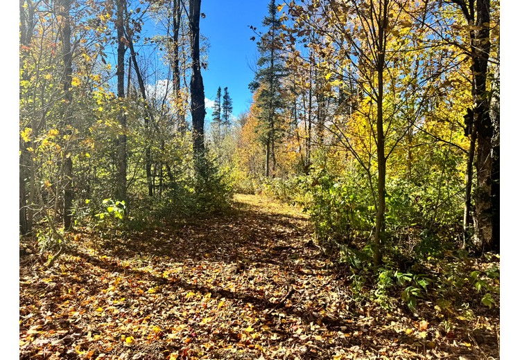 Tug Hill NY land for sale