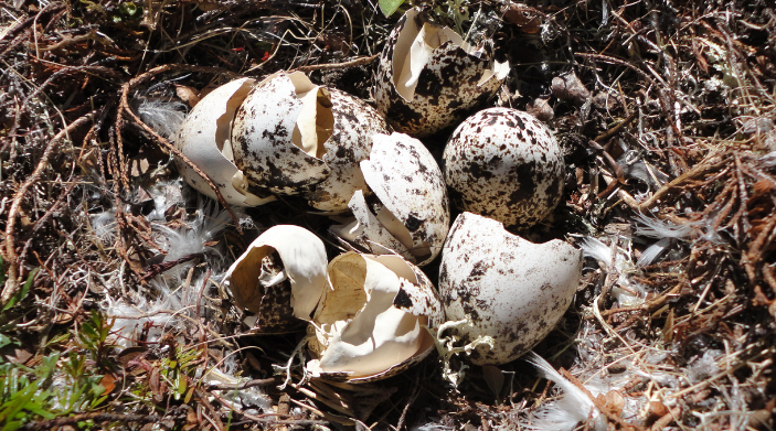 the turkeys have hatched in ny state land and camps