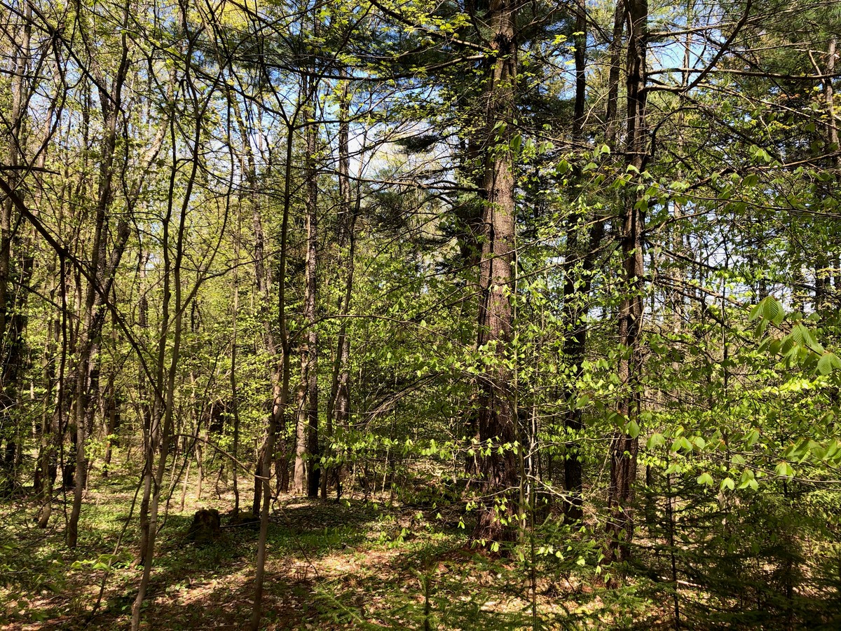 Land and camp for sale in Redfield NY