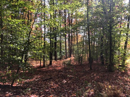 NY hunting land for sale Constantia NY