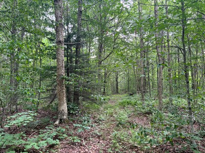 NY hunting land for sale