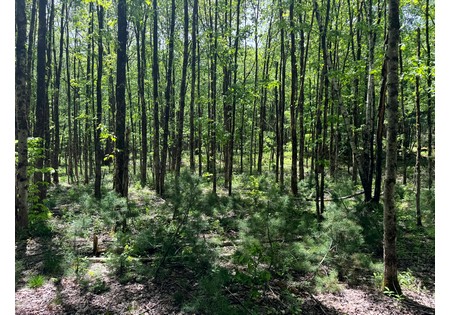 Land for sale near Oneida Lake NY