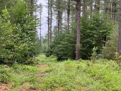 NY snowmobiling land for sale, land and snowmobile camps, ny properties, christmas associates