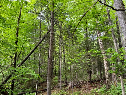 Adirondack land for sale