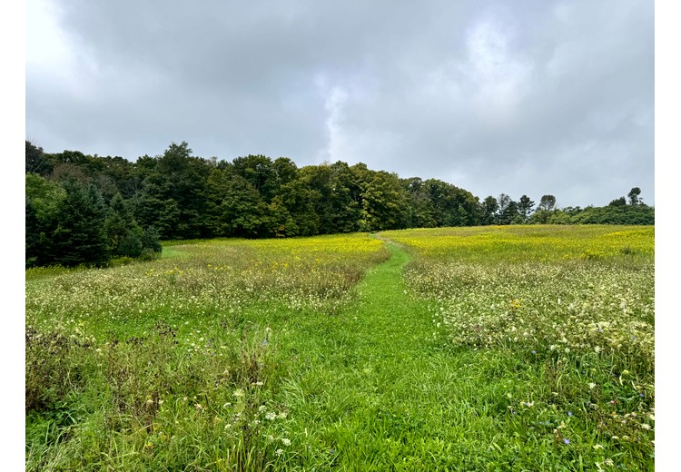 Finger Lakes NY land for sale