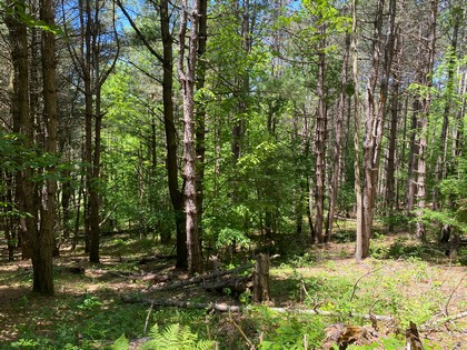 NY hunting land for sale in Southern Tier NY