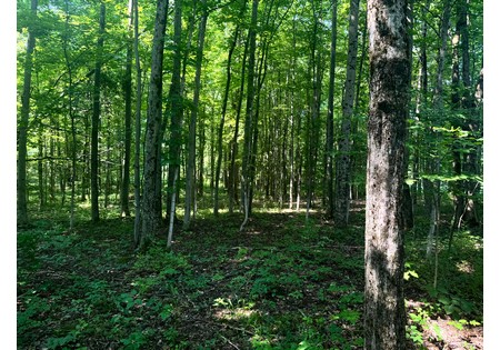 NY Salmon River area land sale