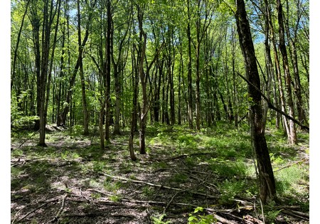 NY hunting land for sale