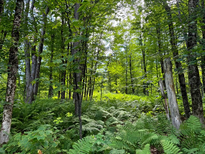 NY land for sale Tug Hill