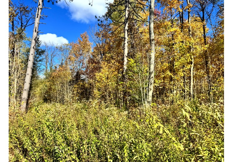 Tug Hill NY land for sale