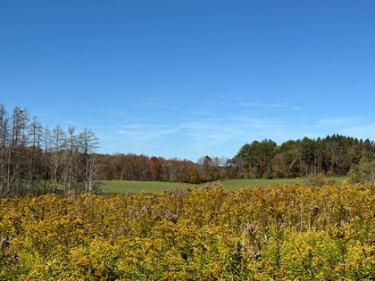 NY Southern Tier land for sale