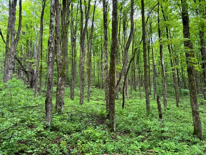 NY log cabin for sale