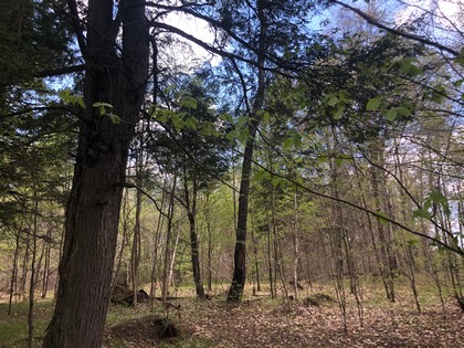 NY hunting land for sale in Diana NY