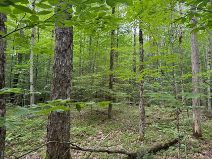 Adirondack land for sale