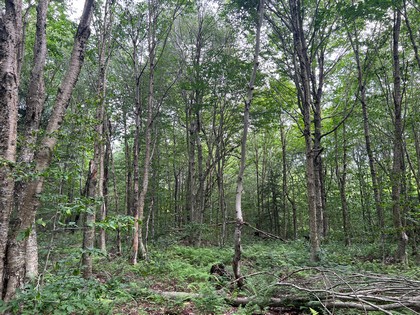 NY hunting land for sale