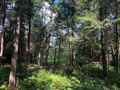 Adirondack land for sale in Forestport, NY