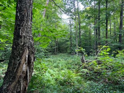 NY snowmobiling land for sale, land and snowmobile camps, ny properties, christmas associates