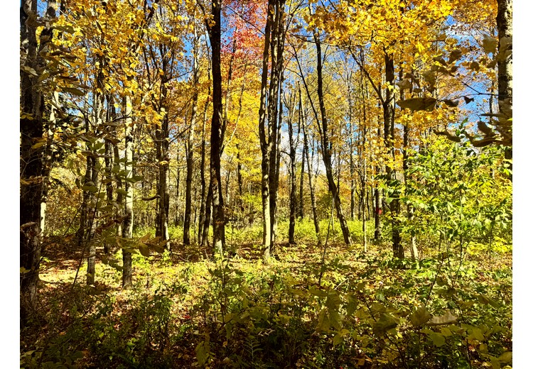 Tug Hill NY land for sale