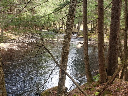 This wooded 90 acres in Diana NY would make a perfect hunting property with frontage on Brown’s Creek for excellent trout fishing.