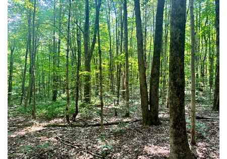 NY Salmon River area land sale