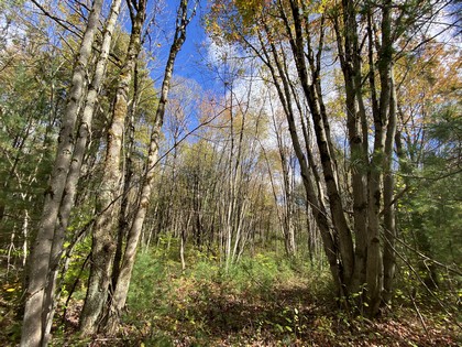 NY hunting land for sale