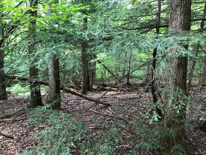 hunting land for sale in hardford ny near kennedy state forest from land and camps