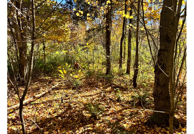 Tug Hill NY land for sale