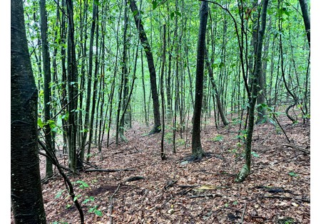 NY Finger Lakes land for sale