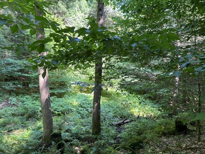 NY snowmobiling land for sale, land and snowmobile camps, ny properties, christmas associates