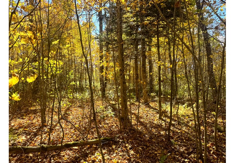 Tug Hill NY land for sale