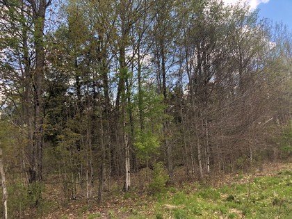 This wooded 90 acres in Diana NY would make a perfect hunting property with frontage on Brown’s Creek for excellent trout fishing.