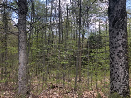 NY building lot for sale in Croghan near Adirondacks