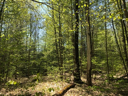 Western Adirondacks - NY camp for sale on 10 acres